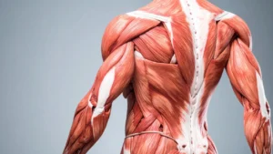 El músculo como medicina: por qué el entrenamiento de fuerza es el mejor tratamiento para la artrosis, la osteoporosis y el dolor crónico